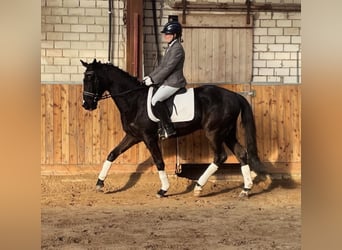 Hannoveraner, Wallach, 3 Jahre, 171 cm, Rappe