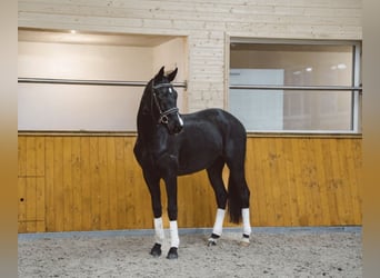 Hannoveraner, Wallach, 3 Jahre, 171 cm, Rappe