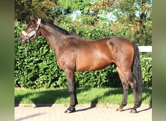 Hannoveraner, Wallach, 3 Jahre, 172 cm, Brauner