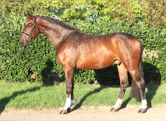 Hannoveraner, Wallach, 3 Jahre, 172 cm, Brauner
