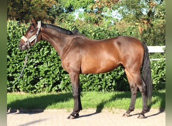 Hannoveraner, Wallach, 3 Jahre, 172 cm, Brauner