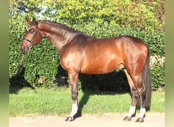 Hannoveraner, Wallach, 3 Jahre, 172 cm, Brauner