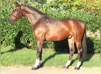 Hannoveraner, Wallach, 3 Jahre, 172 cm, Brauner