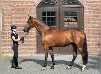 Hannoveraner, Wallach, 3 Jahre, 172 cm, Brauner