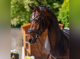 Hannoveraner, Wallach, 3 Jahre, 172 cm, Brauner