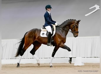 Hannoveraner, Wallach, 3 Jahre, 172 cm, Brauner