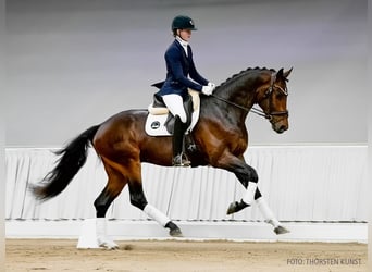 Hannoveraner, Wallach, 3 Jahre, 172 cm, Brauner