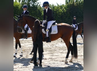 Hannoveraner, Wallach, 3 Jahre, 172 cm, Dunkelbrauner