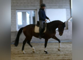 Hannoveraner, Wallach, 3 Jahre, 172 cm, Dunkelbrauner