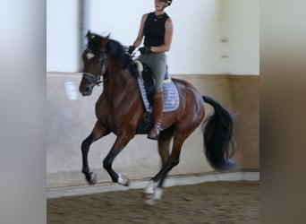 Hannoveraner, Wallach, 3 Jahre, 172 cm, Dunkelbrauner