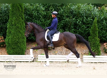 Hannoveraner, Wallach, 3 Jahre, 172 cm, Dunkelbrauner