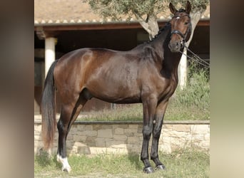 Hannoveraner, Wallach, 3 Jahre, 172 cm, Dunkelbrauner