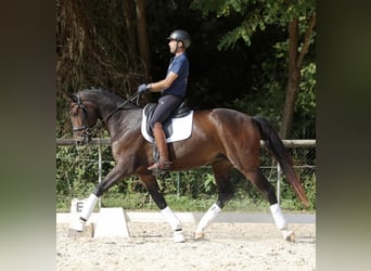 Hannoveraner, Wallach, 3 Jahre, 172 cm, Dunkelbrauner