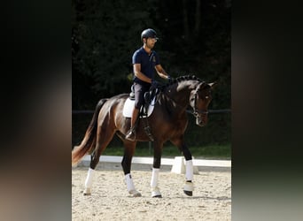 Hannoveraner, Wallach, 3 Jahre, 172 cm, Dunkelbrauner