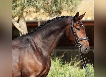 Hannoveraner, Wallach, 3 Jahre, 172 cm, Dunkelbrauner
