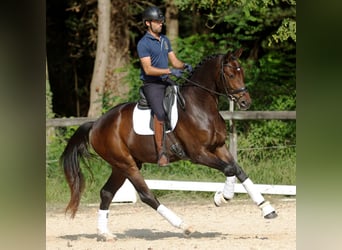 Hannoveraner, Wallach, 3 Jahre, 172 cm, Dunkelbrauner