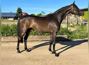 Hannoveraner, Wallach, 3 Jahre, 172 cm, Dunkelbrauner