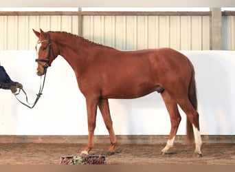 Hannoveraner, Wallach, 3 Jahre, 172 cm, Fuchs