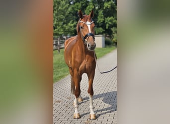 Hannoveraner, Wallach, 3 Jahre, 172 cm, Fuchs