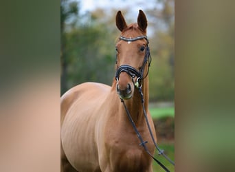 Hannoveraner, Wallach, 3 Jahre, 172 cm, Fuchs