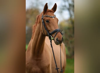 Hannoveraner, Wallach, 3 Jahre, 172 cm, Fuchs