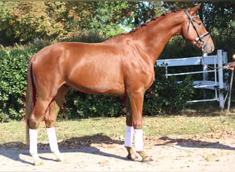 Hannoveraner, Wallach, 3 Jahre, 172 cm, Fuchs