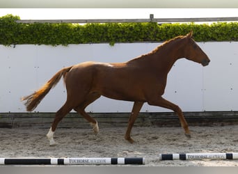 Hannoveraner, Wallach, 3 Jahre, 172 cm, Fuchs