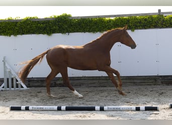 Hannoveraner, Wallach, 3 Jahre, 172 cm, Fuchs