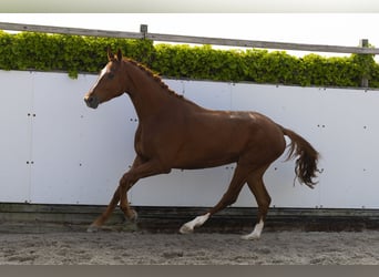Hannoveraner, Wallach, 3 Jahre, 172 cm, Fuchs