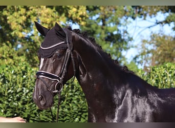 Hannoveraner, Wallach, 3 Jahre, 172 cm, Rappe