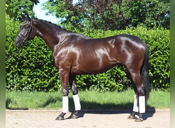 Hannoveraner, Wallach, 3 Jahre, 172 cm, Rappe