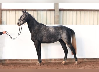 Hannoveraner, Wallach, 3 Jahre, 172 cm, Schimmel