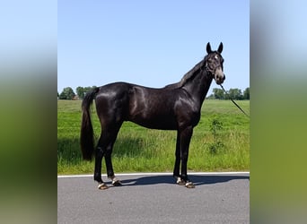 Hannoveraner, Wallach, 3 Jahre, 172 cm, Schimmel