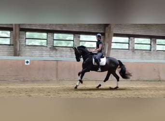 Hannoveraner, Wallach, 3 Jahre, 172 cm, Schwarzbrauner
