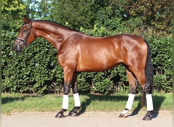 Hannoveraner, Wallach, 3 Jahre, 173 cm, Brauner