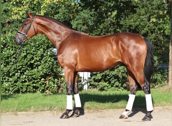 Hannoveraner, Wallach, 3 Jahre, 173 cm, Brauner