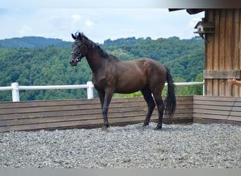 Hannoveraner, Wallach, 3 Jahre, 173 cm