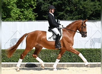 Hannoveraner, Wallach, 3 Jahre, 173 cm, Fuchs