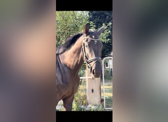 Hannoveraner, Wallach, 3 Jahre, 173 cm, Rappe