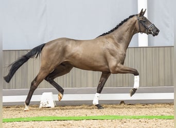 Hannoveraner, Wallach, 3 Jahre, 173 cm, Rappe