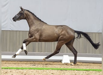 Hannoveraner, Wallach, 3 Jahre, 173 cm, Rappe