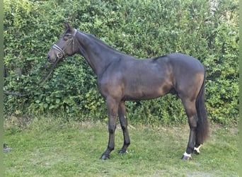 Hannoveraner, Wallach, 3 Jahre, 173 cm, Schwarzbrauner