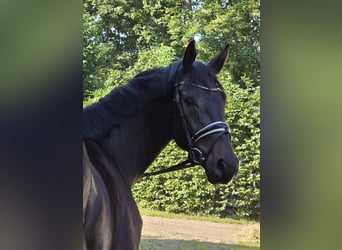 Hannoveraner, Wallach, 3 Jahre, 173 cm, Schwarzbrauner