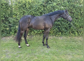 Hannoveraner, Wallach, 3 Jahre, 173 cm, Schwarzbrauner