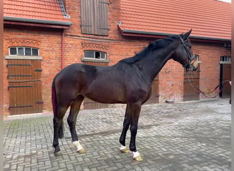 Hannoveraner, Wallach, 3 Jahre, 174 cm, Brauner