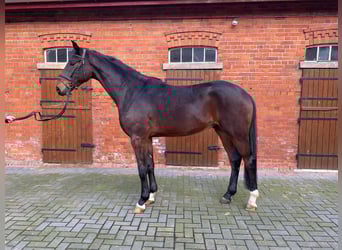 Hannoveraner, Wallach, 3 Jahre, 174 cm, Brauner