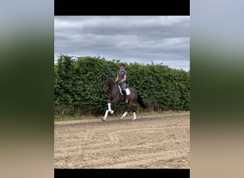 Hannoveraner, Wallach, 3 Jahre, 174 cm, Brauner