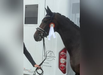 Hannoveraner, Wallach, 3 Jahre, 174 cm, Brauner