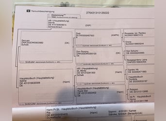 Hannoveraner, Wallach, 3 Jahre, 174 cm, Dunkelfuchs