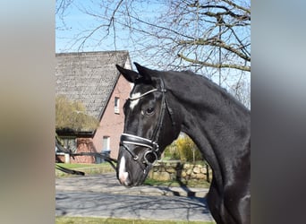 Hannoveraner, Wallach, 3 Jahre, 174 cm, Rappe